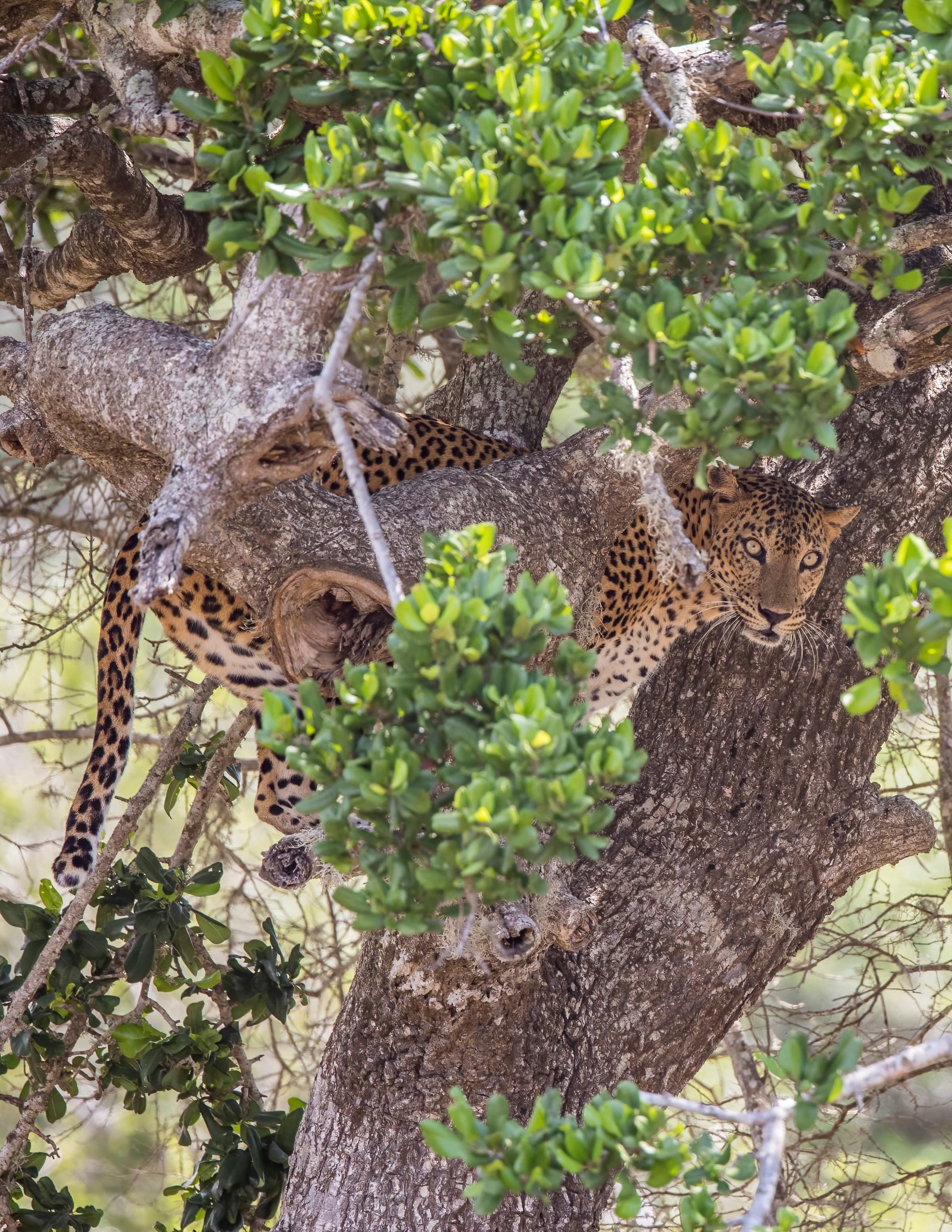 Yala National Park Safari Day Tour