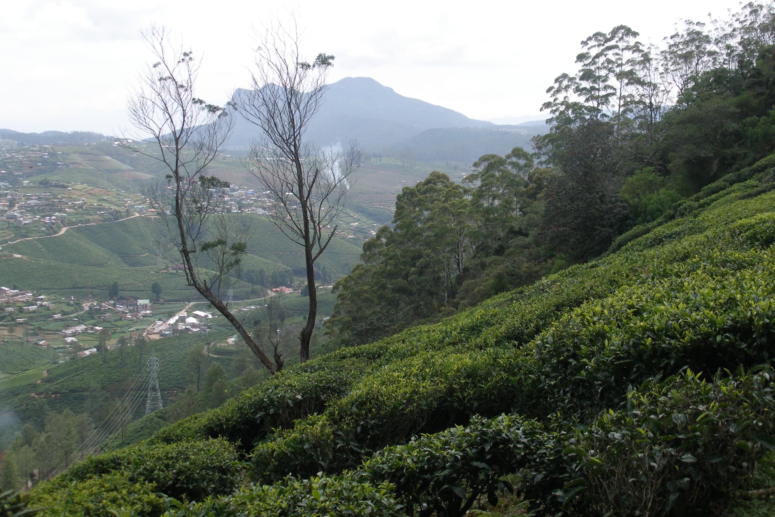 Sri Lanka highland landscape